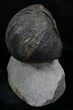 Enrolled Wenndorfia Trilobite - #4910-3